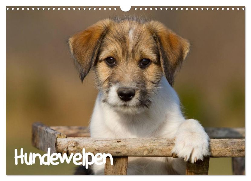 Hundewelpen (Wandkalender 2026 DIN A3 quer) CALVENDO Monatskalender