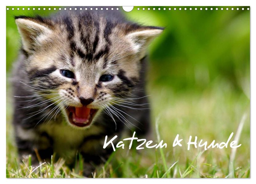 Katzen & Hunde (Wandkalender 2026 DIN A3 quer) CALVENDO Monatskalender