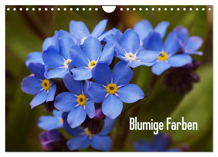 Blumige Farben (Wandkalender 2026 DIN A4 quer) CALVENDO Monatskalender