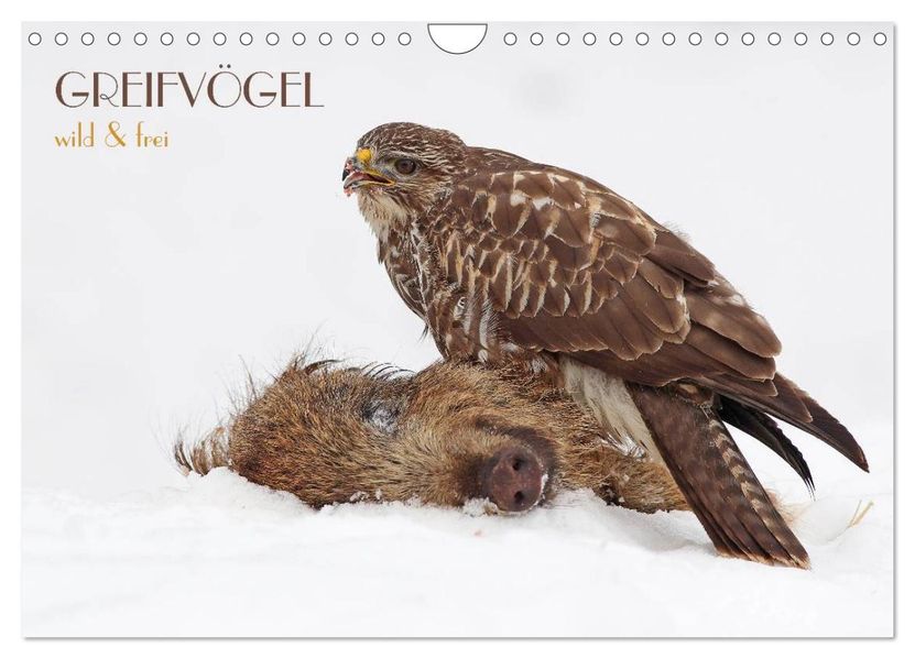 GREIFVÖGEL wild & frei (Wandkalender 2026 DIN A4 quer) CALVENDO Monatskalender