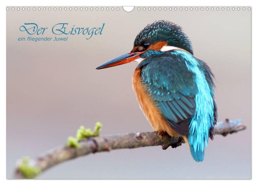 Der Eisvogel (Wandkalender 2026 DIN A3 quer) CALVENDO Monatskalender