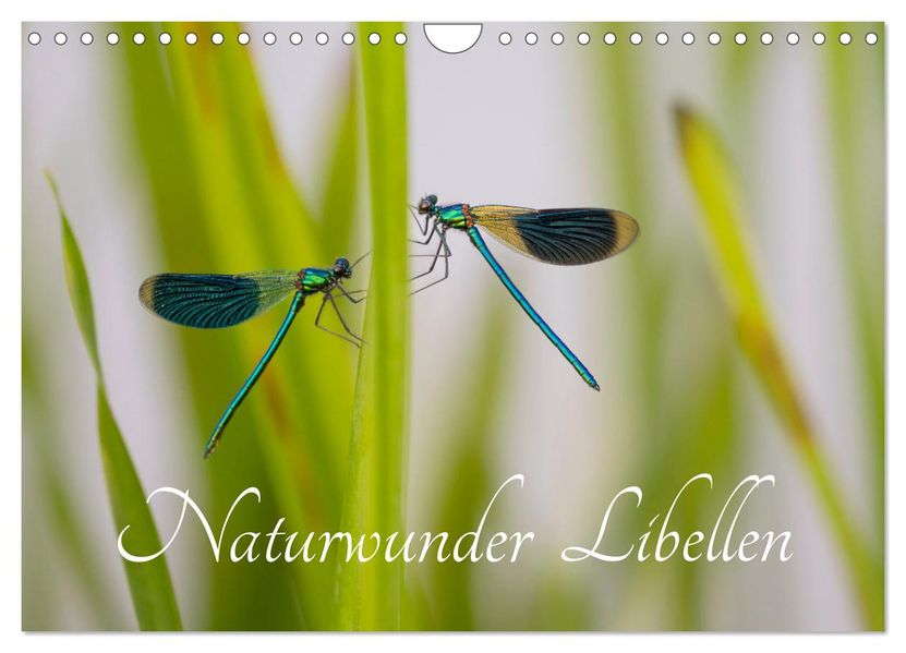 Naturwunder Libellen (Wandkalender 2026 DIN A4 quer) CALVENDO Monatskalender