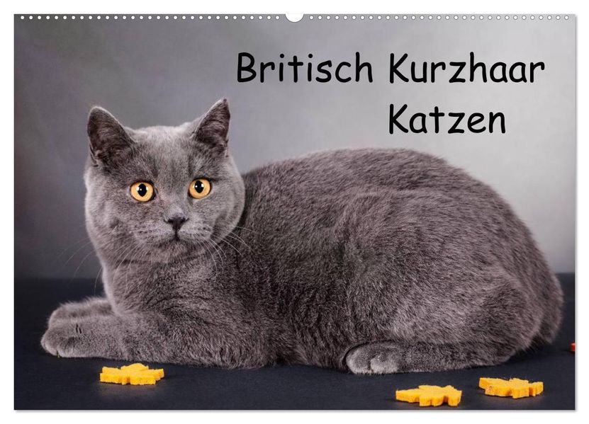 Britisch Kurzhaar Katzen (Wandkalender 2026 DIN A2 quer) CALVENDO Monatskalender