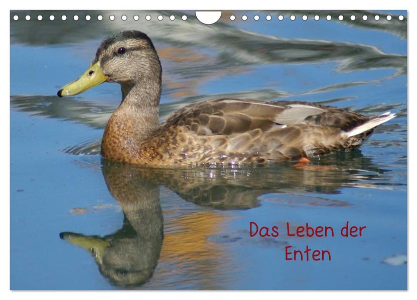 Das Leben der Enten (Wandkalender 2026 DIN A4 quer) CALVENDO Monatskalender