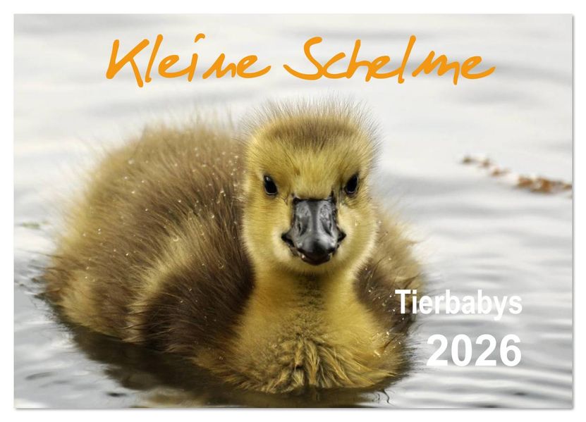 Kleine Schelme - Tierbabys (Wandkalender 2026 DIN A3 quer) CALVENDO Monatskalender