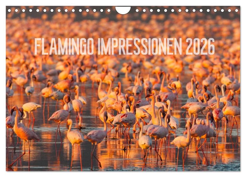 Flamingo Impressionen 2026 (Wandkalender 2026 DIN A4 quer) CALVENDO Monatskalender