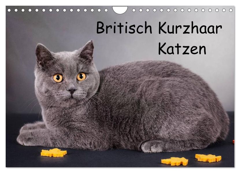 Britisch Kurzhaar Katzen (Wandkalender 2026 DIN A4 quer) CALVENDO Monatskalender