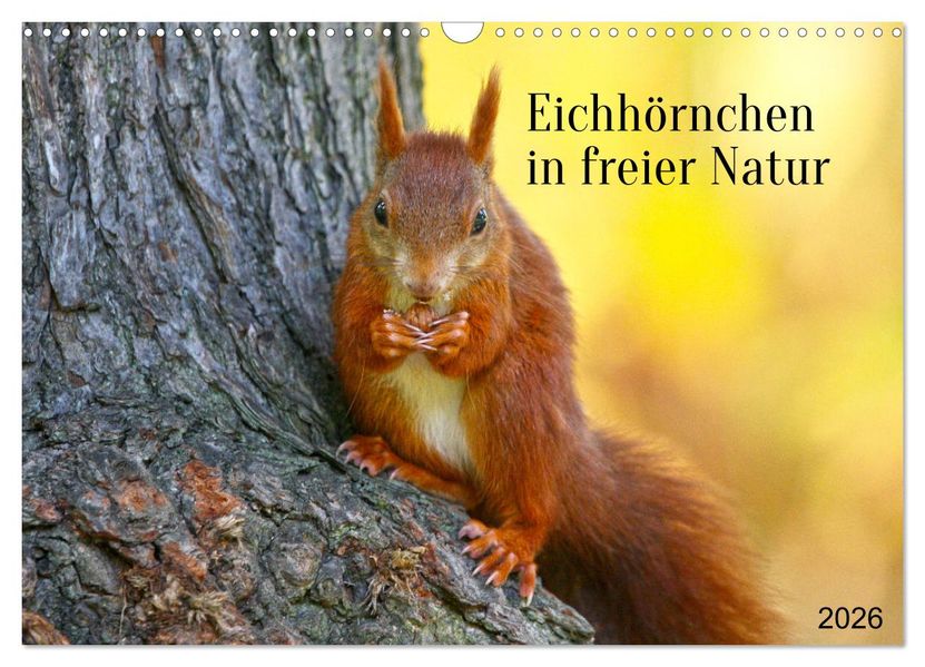 Eichhörnchen in freier Natur (Wandkalender 2026 DIN A3 quer) CALVENDO Monatskalender