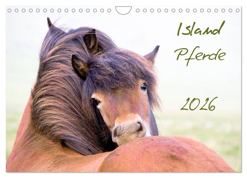 Islandpferde (Wandkalender 2026 DIN A4 quer) CALVENDO Monatskalender