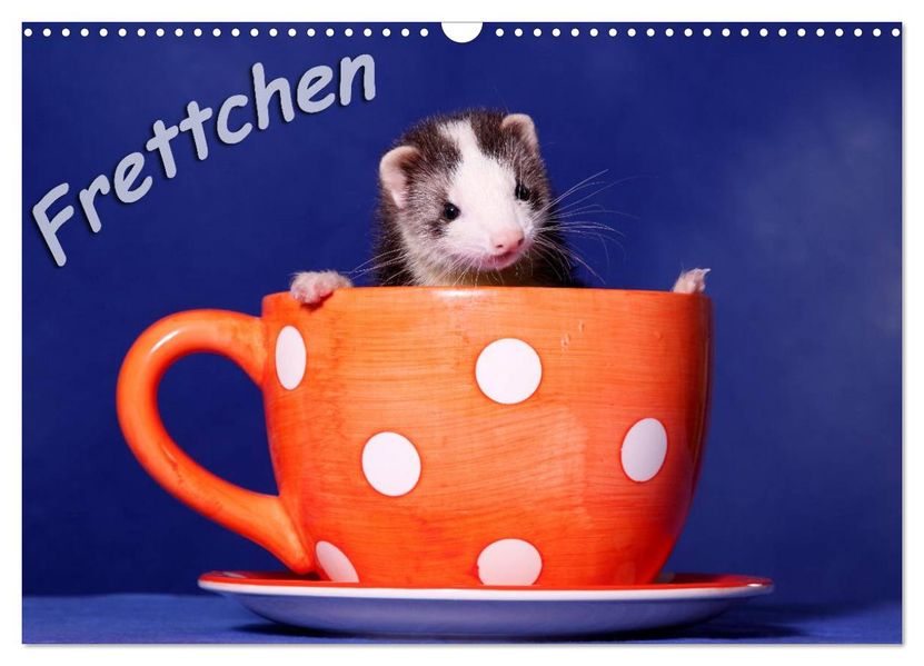Frettchen - Ferrets (Wandkalender 2026 DIN A3 quer) CALVENDO Monatskalender