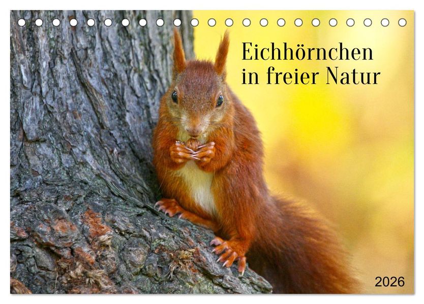 Eichhörnchen in freier Natur (Tischkalender 2026 DIN A5 quer) CALVENDO Monatskalender