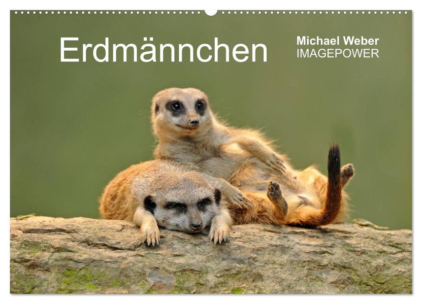 Erdmännchen - Tierkinder (Wandkalender 2026 DIN A2 quer) CALVENDO Monatskalender