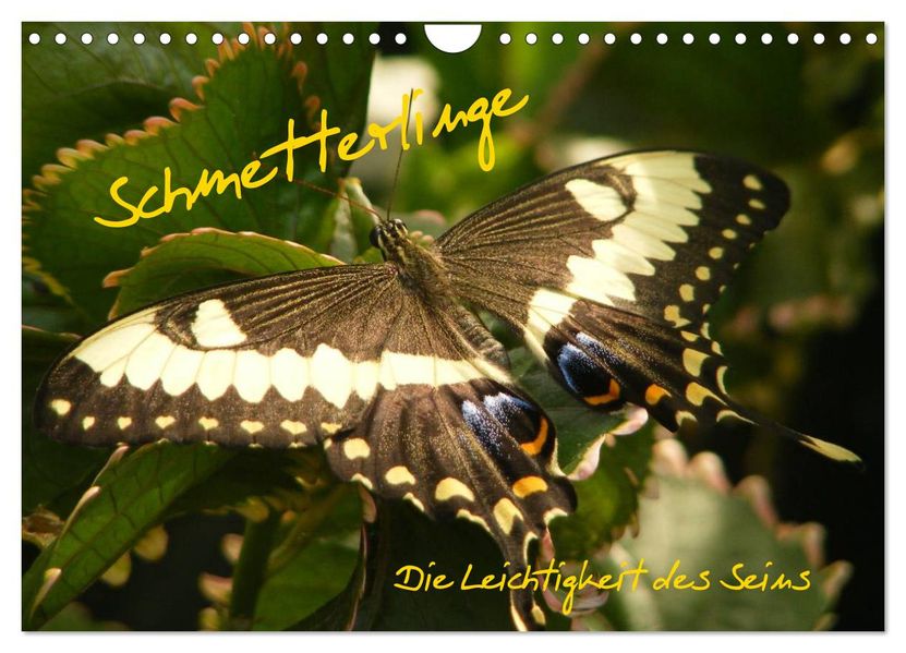 Schmetterlinge (Wandkalender 2026 DIN A4 quer) CALVENDO Monatskalender