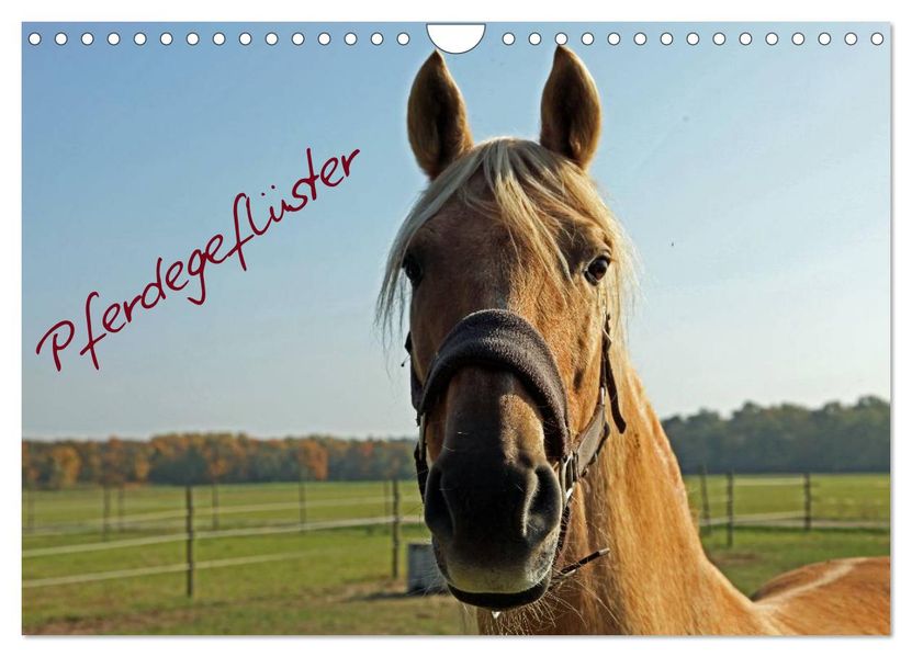 Pferdegeflüster (Wandkalender 2026 DIN A4 quer) CALVENDO Monatskalender