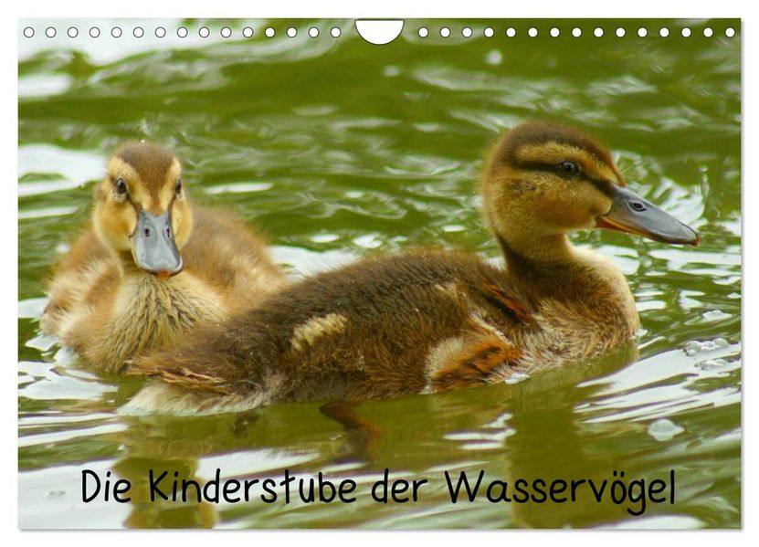 Die Kinderstube der Wasservögel (Wandkalender 2026 DIN A4 quer) CALVENDO Monatskalender