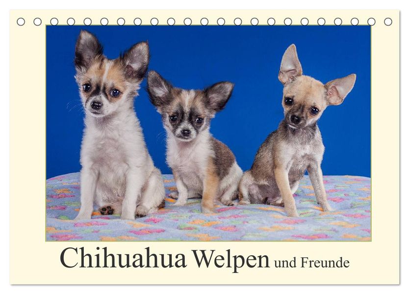 Chihuahua Welpen und Freunde (Tischkalender 2026 DIN A5 quer) CALVENDO Monatskalender