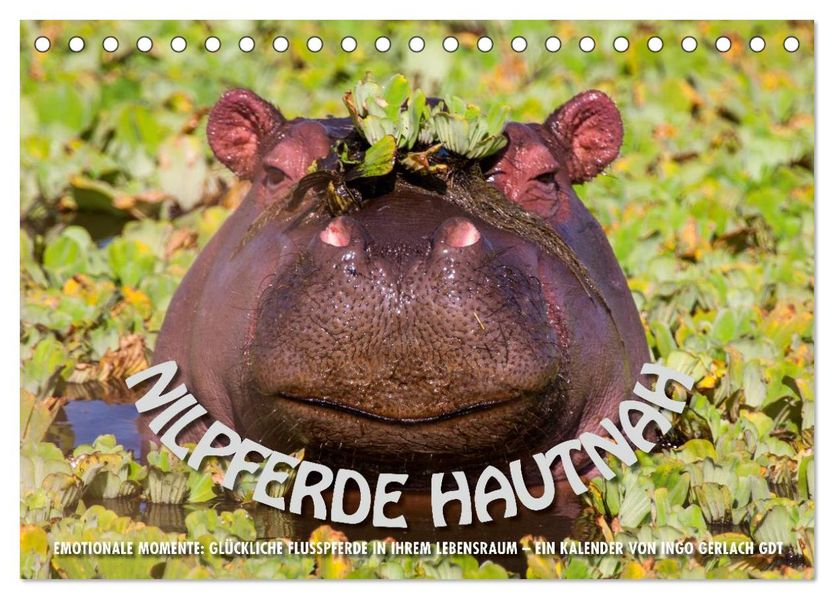 Emotionale Momente: Nilpferde hautnah (Tischkalender 2026 DIN A5 quer) CALVENDO Monatskalender