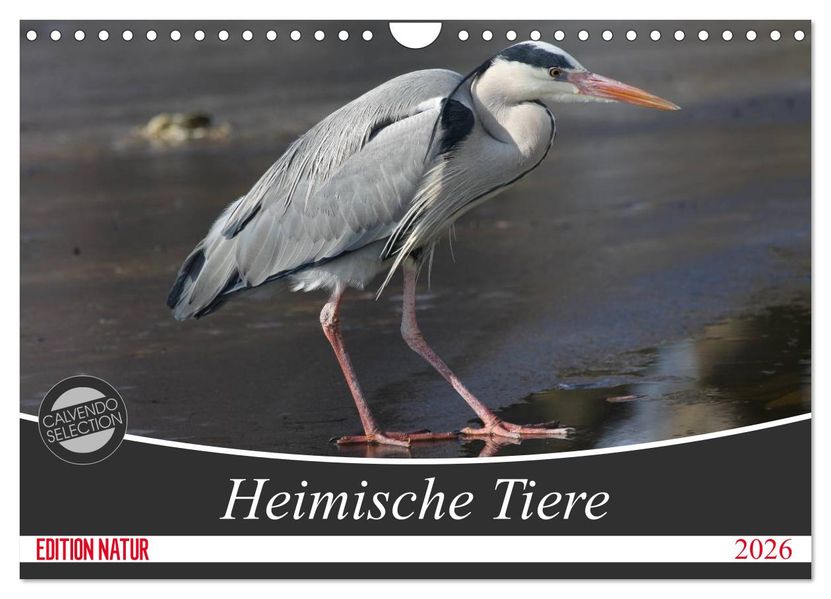 Heimische Tiere (Wandkalender 2026 DIN A4 quer) CALVENDO Monatskalender