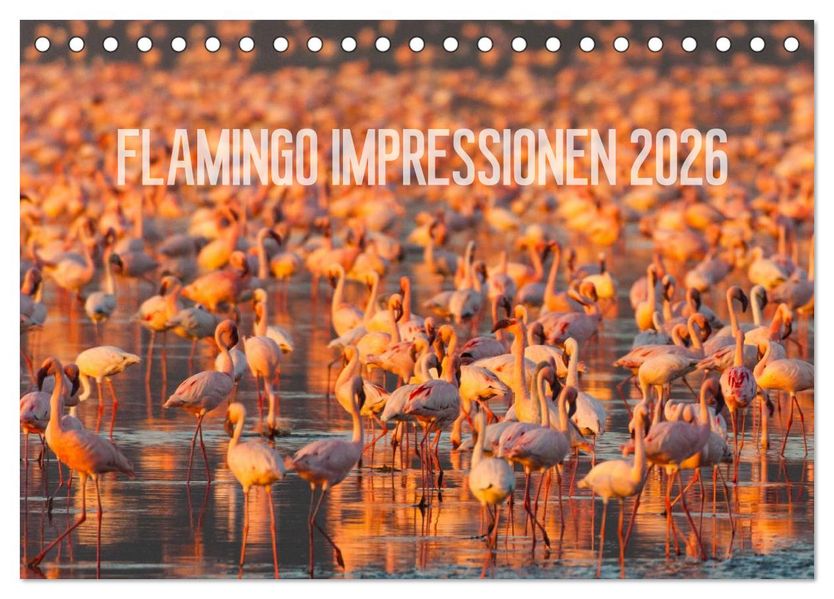 Flamingo Impressionen 2026 (Tischkalender 2026 DIN A5 quer) CALVENDO Monatskalender