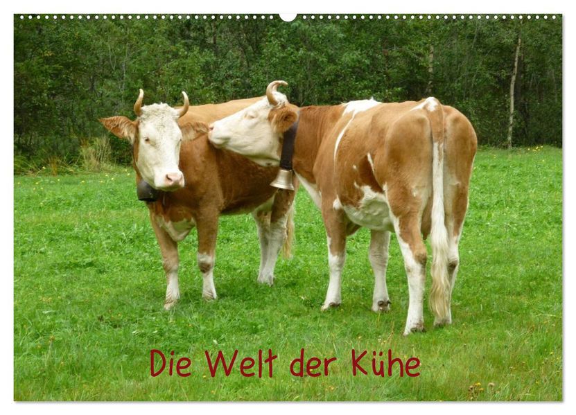 Die Welt der Kühe (Wandkalender 2026 DIN A2 quer) CALVENDO Monatskalender