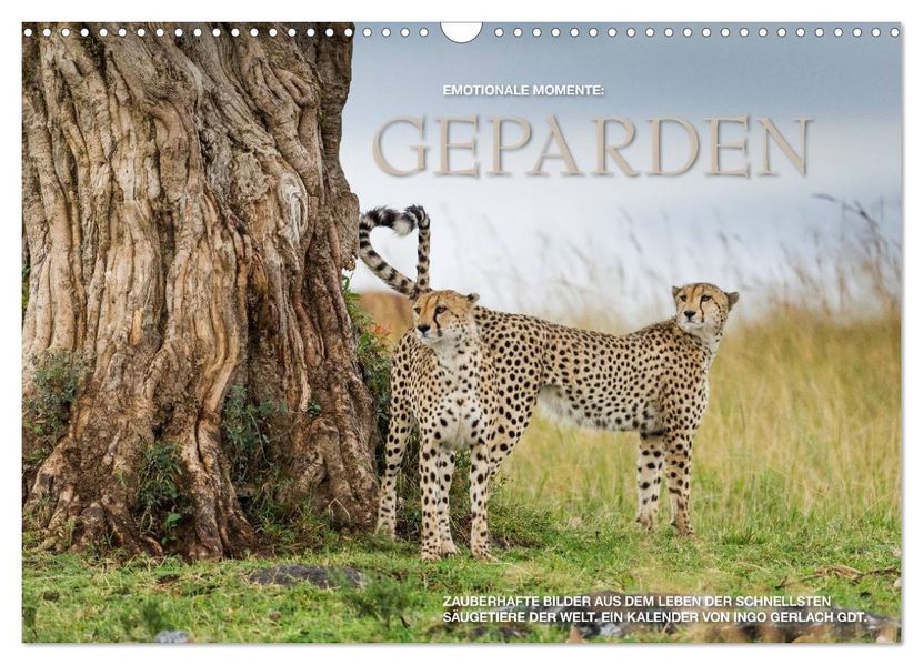 Emotionale Momente: Geparden (Wandkalender 2026 DIN A3 quer) CALVENDO Monatskalender