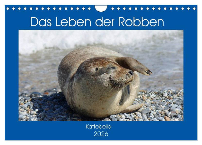 Das Leben der Robben (Wandkalender 2026 DIN A4 quer) CALVENDO Monatskalender