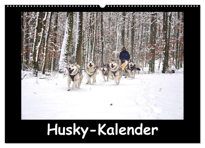 Husky-Kalender (Wandkalender 2026 DIN A2 quer) CALVENDO Monatskalender