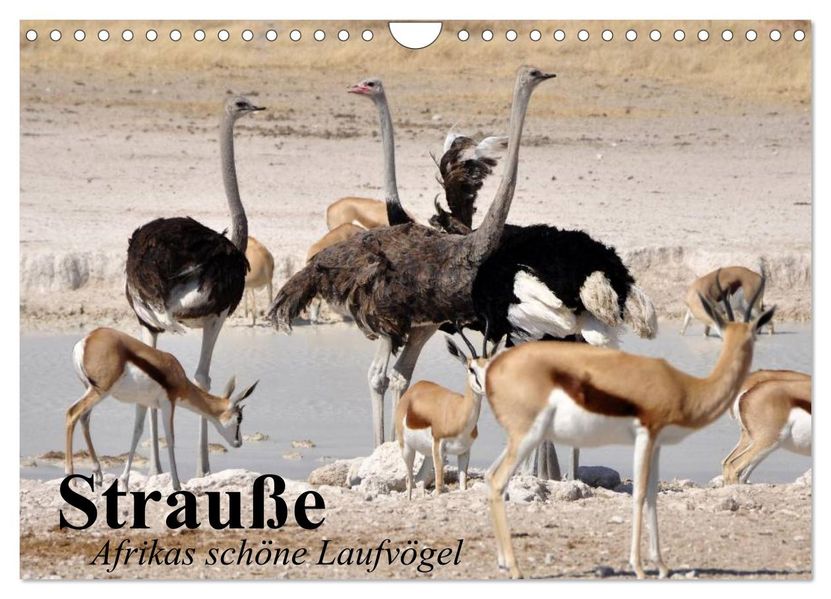 Strauße. Afrikas schöne Laufvögel (Wandkalender 2026 DIN A4 quer) CALVENDO Monatskalender