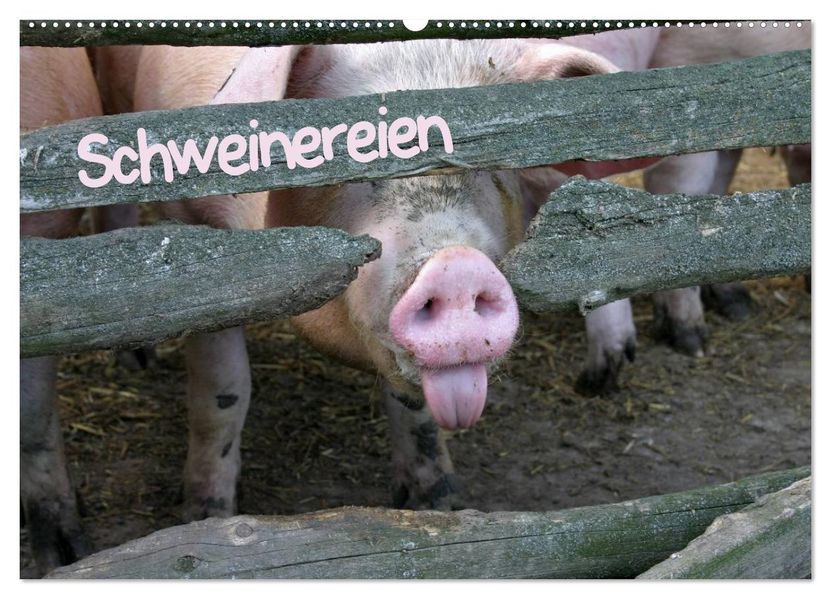 Schweinereien (Wandkalender 2026 DIN A2 quer) CALVENDO Monatskalender