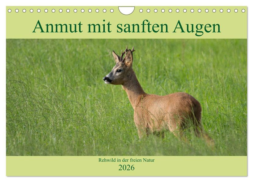 Anmut mit sanften Augen - Rehwild in der freien Natur (Wandkalender 2026 DIN A4 quer) CALVENDO Monatskalender
