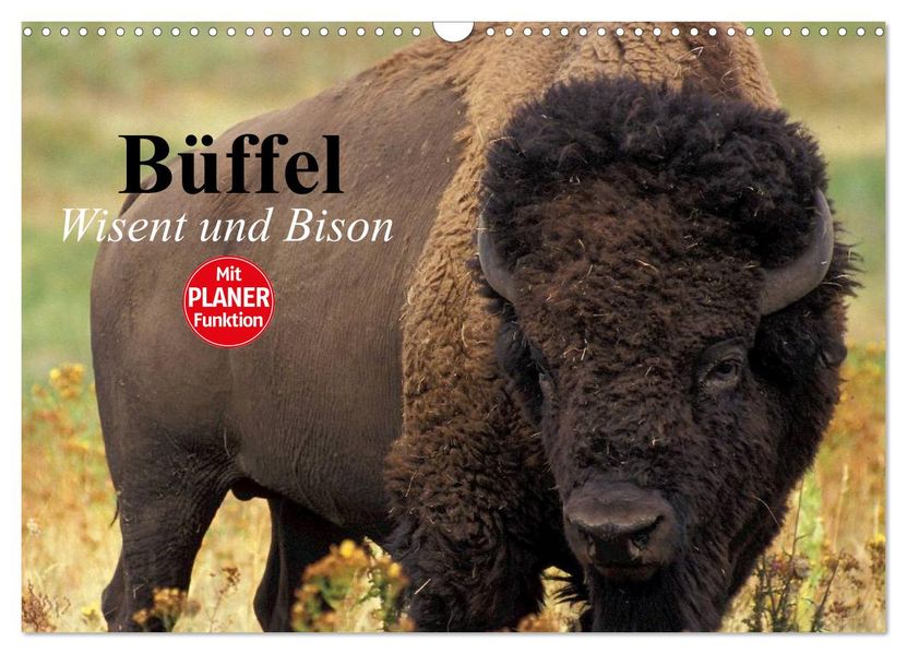 Büffel. Wisent und Bison (Wandkalender 2026 DIN A3 quer) CALVENDO Monatskalender