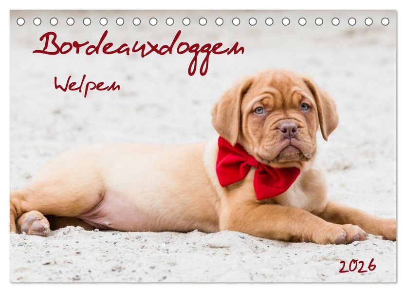 Bordeauxdoggen Welpen (Tischkalender 2026 DIN A5 quer) CALVENDO Monatskalender