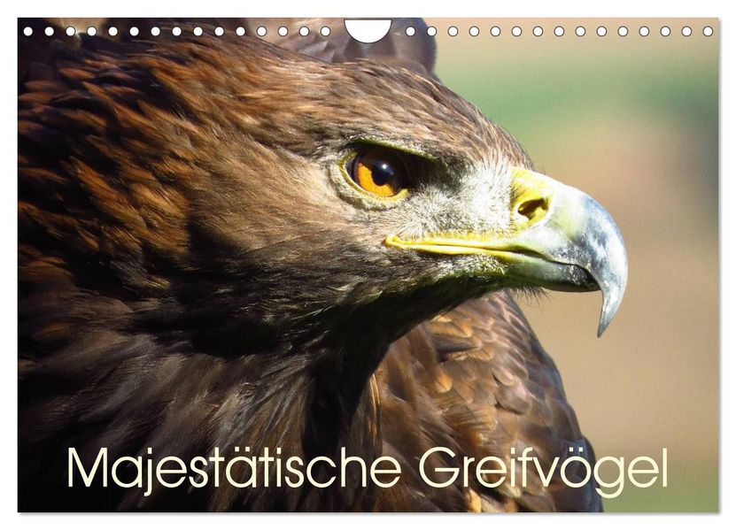 Majestätische Greifvögel (Wandkalender 2026 DIN A4 quer) CALVENDO Monatskalender