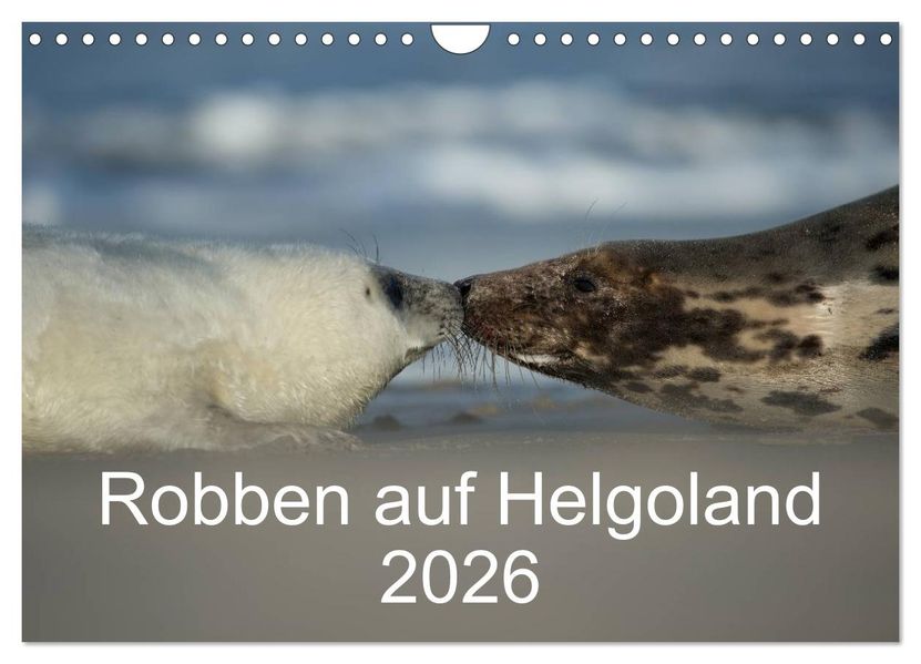 Robben auf Helgoland 2026 (Wandkalender 2026 DIN A4 quer) CALVENDO Monatskalender