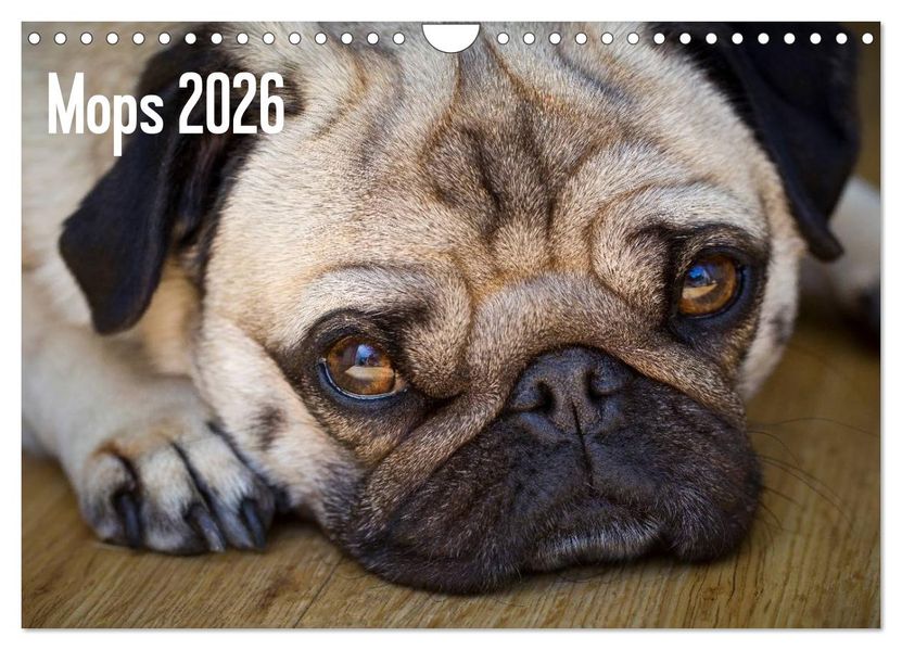 Mops 2026 (Wandkalender 2026 DIN A4 quer) CALVENDO Monatskalender