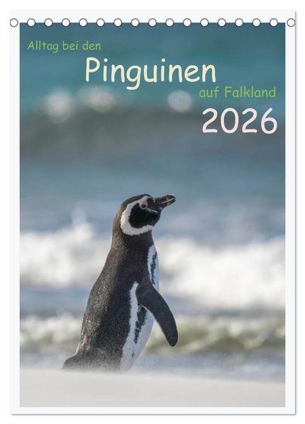 Alltag bei den Pinguinen auf Falkland (Tischkalender 2026 DIN A5 hoch) CALVENDO Monatskalender