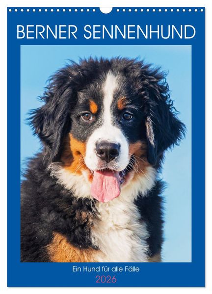 Berner Sennenhund - Ein Hund für alle Fälle (Wandkalender 2026 DIN A3 hoch) CALVENDO Monatskalender