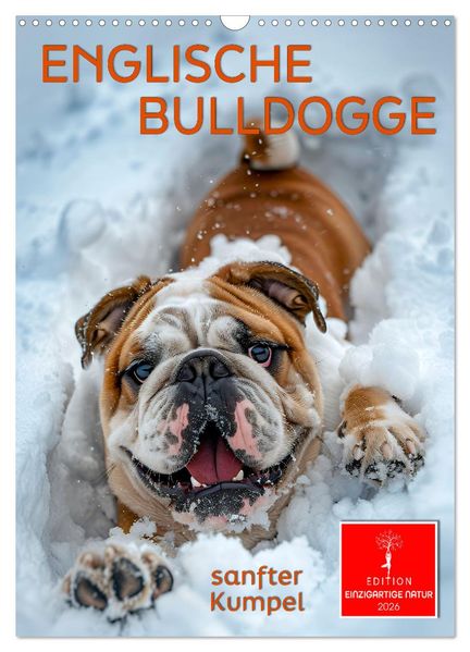 Englische Bulldogge - sanfter Kumpel (Wandkalender 2026 DIN A3 hoch) CALVENDO Monatskalender