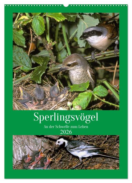 Sperlingsvögel an der Schwelle zum Leben (Wandkalender 2026 DIN A2 hoch) CALVENDO Monatskalender