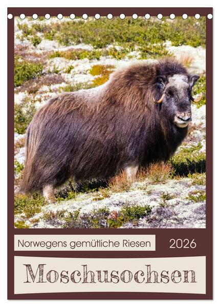 Moschusochsen - Norwegens gemütliche Riesen (Tischkalender 2026 DIN A5 hoch) CALVENDO Monatskalender