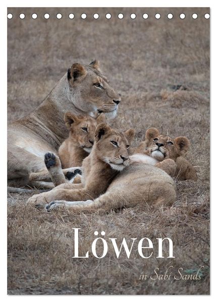 Löwen in Sabi Sands (Tischkalender 2026 DIN A5 hoch) CALVENDO Monatskalender
