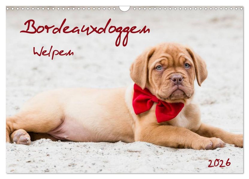 Bordeauxdoggen Welpen (Wandkalender 2026 DIN A3 quer) CALVENDO Monatskalender
