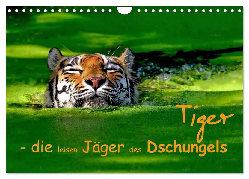 Tiger - die leisen Jäger des Dschungels (Wandkalender 2026 DIN A4 quer) CALVENDO Monatskalender