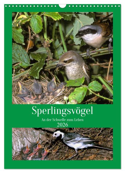 Sperlingsvögel an der Schwelle zum Leben (Wandkalender 2026 DIN A3 hoch) CALVENDO Monatskalender