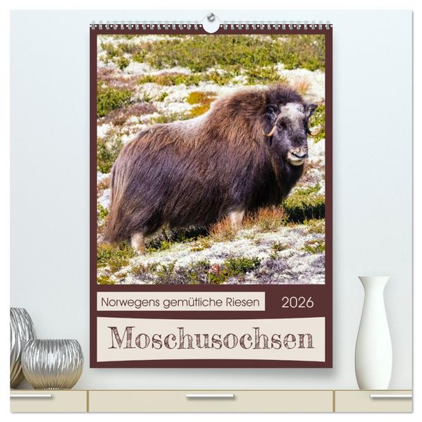Moschusochsen - Norwegens gemütliche Riesen (hochwertiger Premium Wandkalender 2026 DIN A2 hoch) Kunstdruck in Hochglanz
