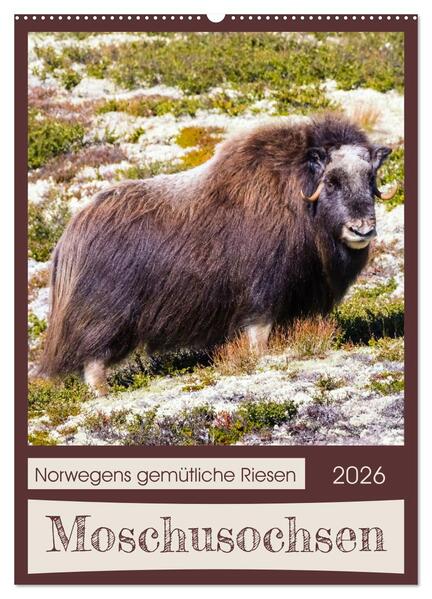 Moschusochsen - Norwegens gemütliche Riesen (Wandkalender 2026 DIN A2 hoch) CALVENDO Monatskalender