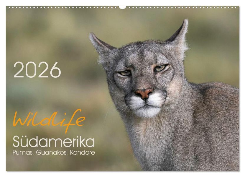Wildlife Südamerika (Wandkalender 2026 DIN A2 quer) CALVENDO Monatskalender