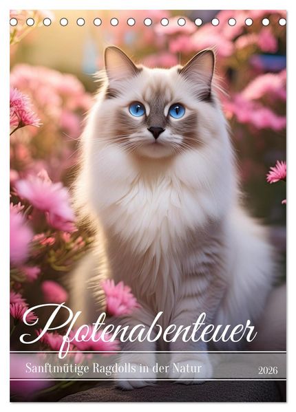 Pfotenabenteuer - Ragdolls in der Natur (Tischkalender 2026 DIN A5 hoch) CALVENDO Monatskalender