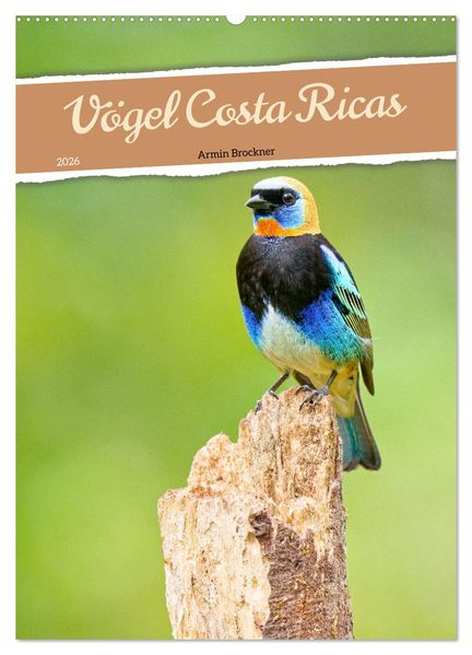 Vögel Costa Ricas (Wandkalender 2026 DIN A2 hoch) CALVENDO Monatskalender