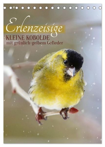 Erlenzeisige kleine Kobolde (Tischkalender 2026 DIN A5 hoch) CALVENDO Monatskalender